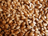 Пшеница продаем франко-вагон fca