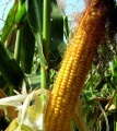Семена кукурузы краснодарский 385