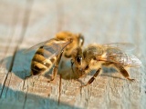 Пчелопакы 2015 карпатка среднерусская красноярск новосибирск томск аб