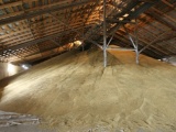 Пшеница 5 кл. 800 т.