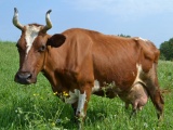 Продается корова ромашка в новгородской области