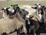 Продаю котных овец романовской породы