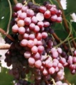 Свежий российский виноград
