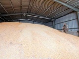 Продаем пшеницу фураж. 1200 т.