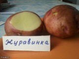 Картофель оптом 5+ брянская обл.