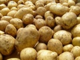 Картофель «розара», «каратоп». оптом. более 2000 тонн в наличии. от 7
