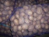 Картофель в брянской области