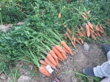 Морковь без посредников