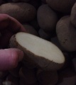 Картофель оптом сорт янка журавинка