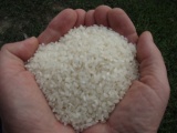 Кубанский рис от производителя. гост и ту, 1 сорт.