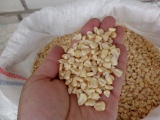 Зерно кукурузы белая калиброванное.