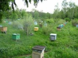 Продам мёд в московской области