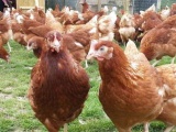 Курицы с доставкой яичной породы