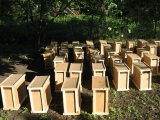 Пчелопакеты пчеломатки санкт-петербург