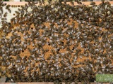 Пчелопакеты и семьи