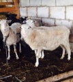 Овцы породы романовская эдельбай