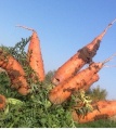 Продам морковь, сорт голландский.