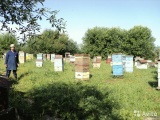 Натуральный пчелиный мёд
