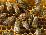 Пчелосемьи и пчелопакеты 2016
