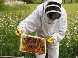 Продам пчелопакеты и семьи пчел