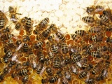 Продаю пчел с домиками