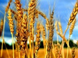Пшеницу 3, 4, 5 кл, ячмень, горох, рапс, лен.