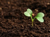 Компания «биогрунт» занимается оптовой продажей растительных удобрени