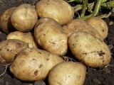 Картофель, капуста
