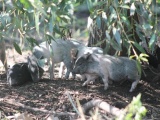Свиньи поросята вьетнамские вислобрюхие травоядные