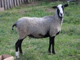 Овцы чистой романовской породы бараны производители цена договорная