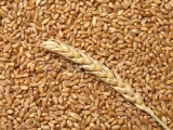 Семена озимой пшеницы ермак, станичная, дон 105/107 и др