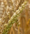 Семена озимой пшеницы станичная