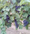 Продам виноград столовый и винный: молдова и цитрон (цитронный магара