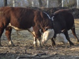 Племенные быки породы герефорд