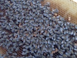 Пчелы пчелопакеты отводки в наличии санкт-петербурге