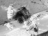 Пчелы пчелопакеты в наличии санкт-петербург