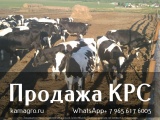 Продажа племенных нетелей молочных пород крс в казахстане,