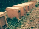 Пчелы пчелопакеты санкт-петербурге