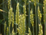 Семена пшеницы озимой : граф, степь, веха, сварог