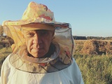 Пчелы, матки, пчелосемьи, пчелопакеты, отводки