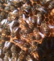 Пчеломатки в наличии санкт-петербург