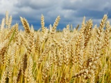 Семена яровых культур-пшеница, лен, вика