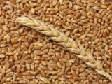Пшеница, зерно продаем франко-вагон fca