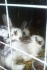 Кролики и крольчата - фотография №1