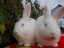 Кролики с крупной кроликофермы - фотография №1