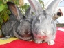 Кролики с крупной кроликофермы - фотография №2