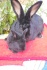 Кролики с крупной кроликофермы - фотография №3