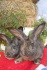 Кролики с крупной кроликофермы - фотография №4