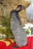 Кролики с крупной кроликофермы - фотография №6