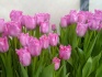 Тюльпаны оптом, продажа тюльпанов в армавире - фотография №1